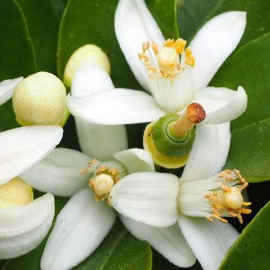 Oranjebloesem hydrolaat biologisch